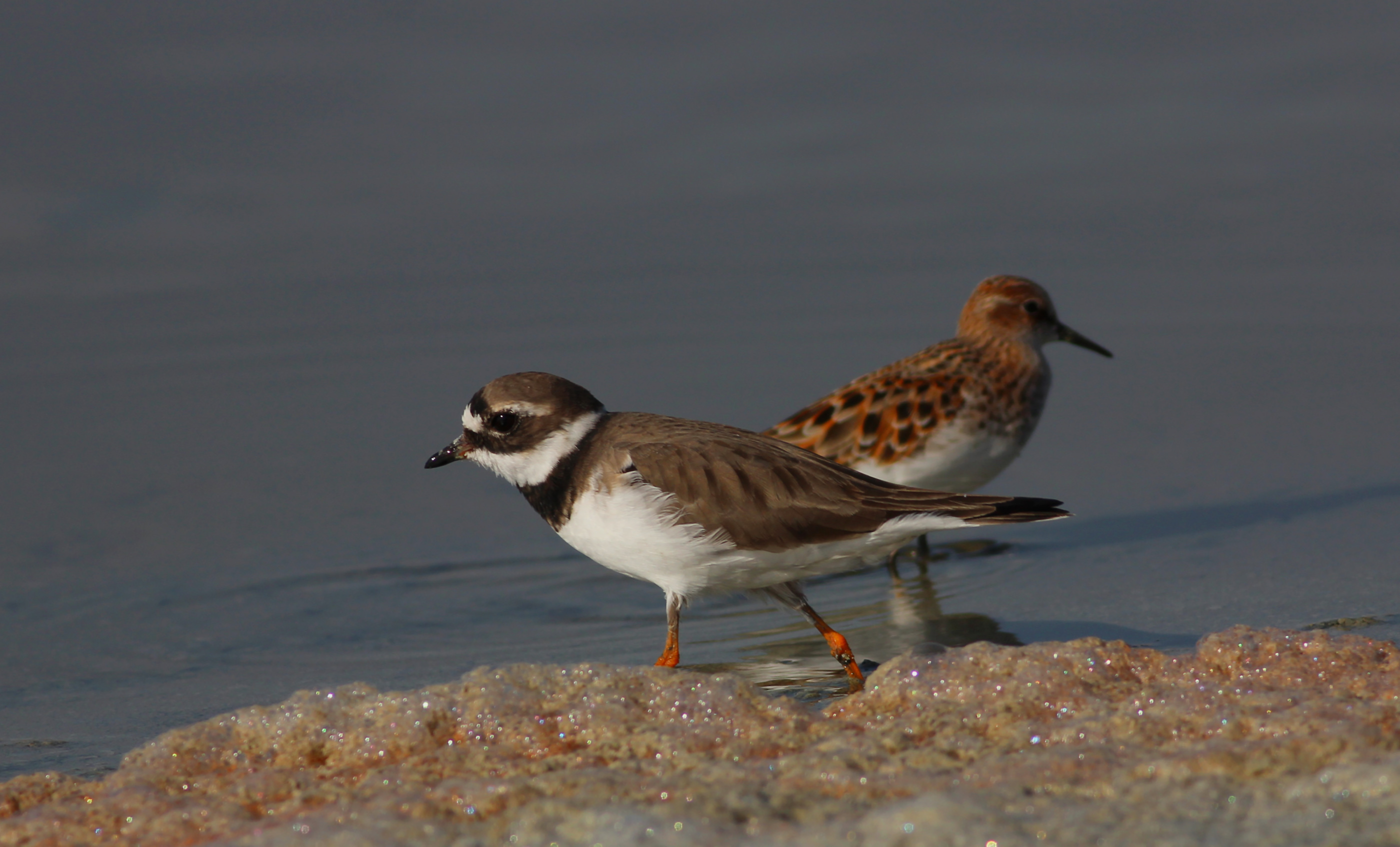 Common Ringed Plover — Ana fotoğraf